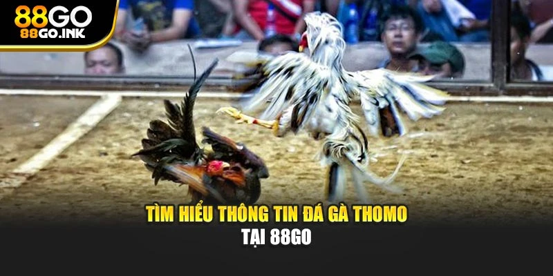 Tìm hiểu thông tin đá gà Thomo tại 88GO